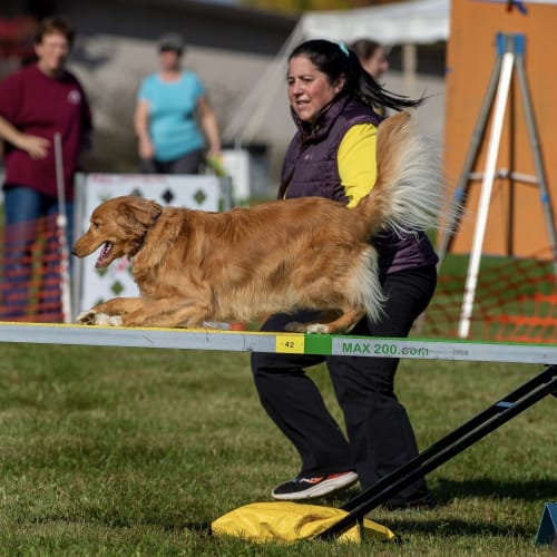 Dr. Natalie Villani, Halifax Veterinary Surgeon