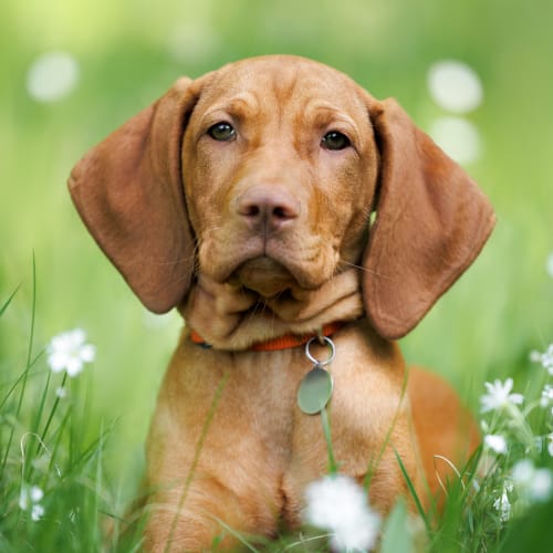 Dr. Rebecca, Halifax Veterinarian