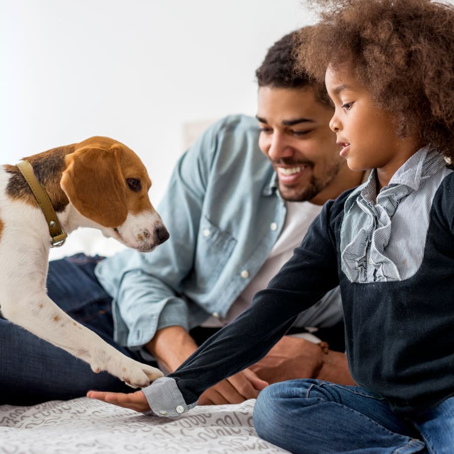 Cardiology Services, Halifax Veterinarian