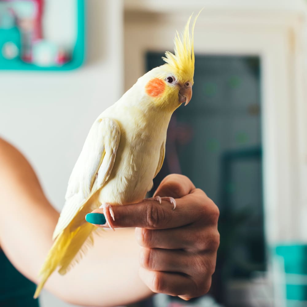 Avian & Exotic Pet Services, Halifax Veterinarians