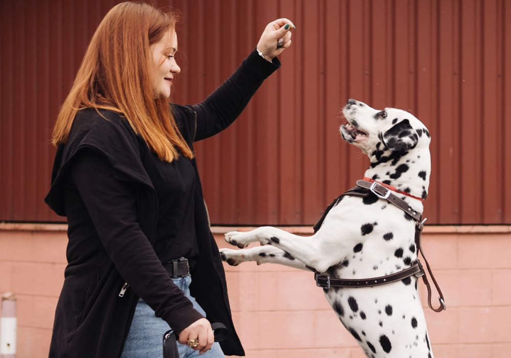 Coastal Care Veterinary Emergency & Referral Hospital in Halifax