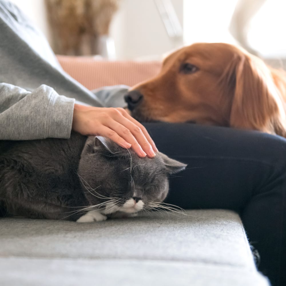 Radiology (Digital X-Rays), Halifax Veterinarians