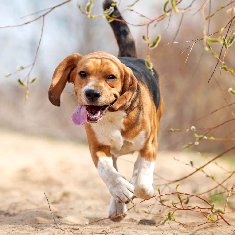 Digital Radiology, Halifax Veterinarians