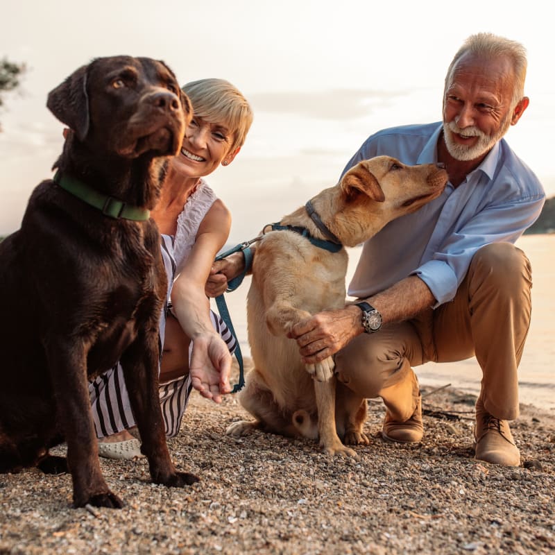 Surgical Services, Halifax Veterinarian