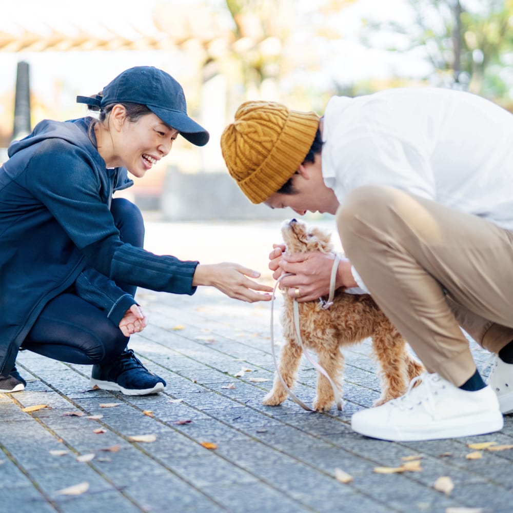 Veterinary Surgery at Coastal Care Veterinary Emergency & Referral Hospital